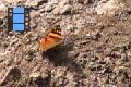 Scene 25_NYMPHALIDAE, Hypanartia lethe on cliff